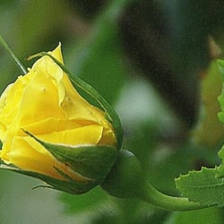Rose12