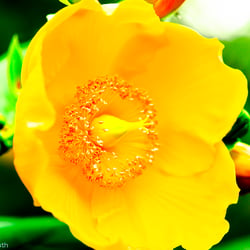 Blumenbild (21 von 60)