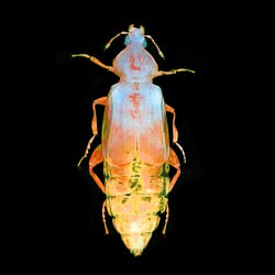 Staphylinidae