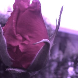 pink Rose 01