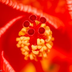 Blumenbild (56 von 60)