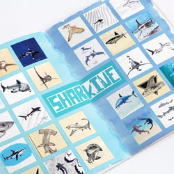 Buch im Eigenverlag – A Shark A Day – Zeichnungen und Informationen über Haie