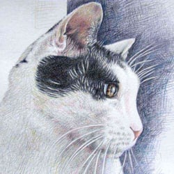 Cat Eyes, Zeichnung