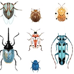 Bugs, drawn in Procreate