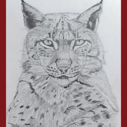 Luchs