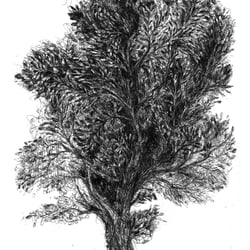 Baum