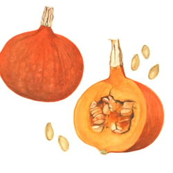 Kürbis