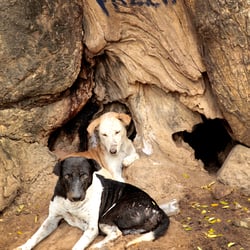 Straßenhunde auf Sri Lanka