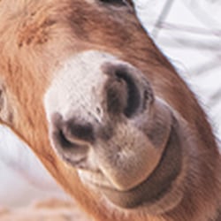 Wildpferde Przewalski StephanieBaer 0002