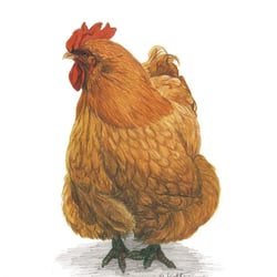 Huhn