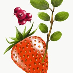 Erdbeere/strawberry