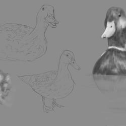 Verschiedene Enten
