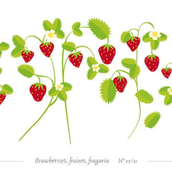 digitale Illustration, Erdbeeren