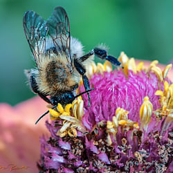 Bienen Makro Botanischer Garten Erlangen