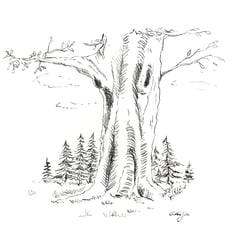 Baum Tusche Illustration Buchillustration