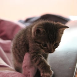 Baby Cat Edward