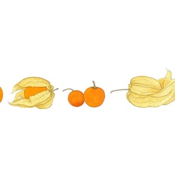 Kapstachelbeere, Physalis
