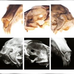 scull