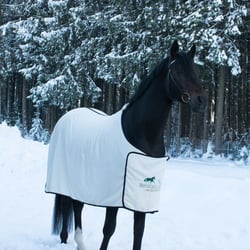 Horseportrait