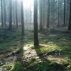 wald