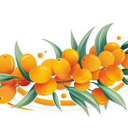 Auftragsarbeit – Sanddornillustration