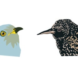 Singvögel, Adobe Illustrator