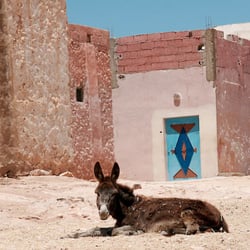 maro 2