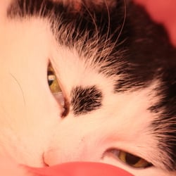 Bastet the Cat 2012 Teil 03