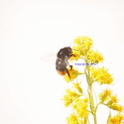 Nature 2014 Foto Übung