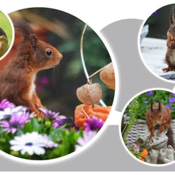 Eichhörnchen