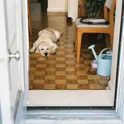 Leo, Montreal, Canada, 2007