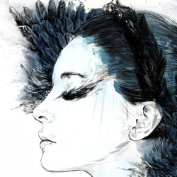 black swan closeup