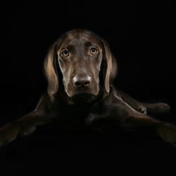 Labrador