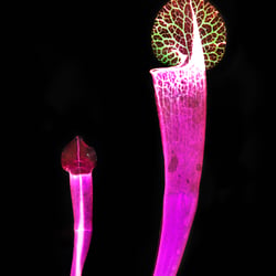 Sarracenia
