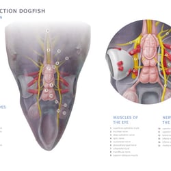 Dissection dogfish