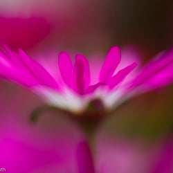 Blumenbild (48 von 60)