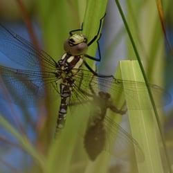 Libelle