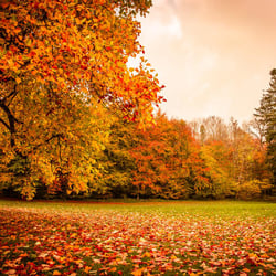 Herbst-Landschaft mit Ahorn-Bäumen