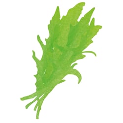 Organicator Illus