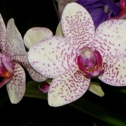 Orchidee, gepunktet