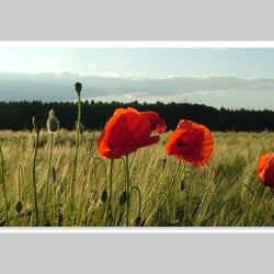 Fotografie-Natur