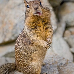 The Nut