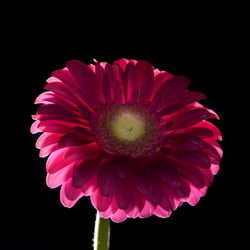 Gerbera