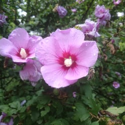 Blumen