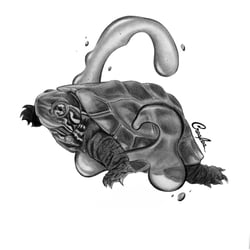 Schildkröte