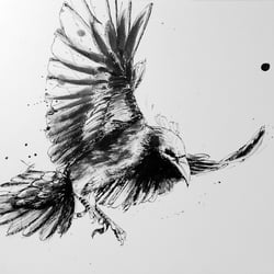 Rabe – Tusche auf Tonpapier