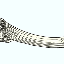 clavicle