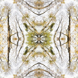 Giant Trees XV – Kaleidoskop 2
