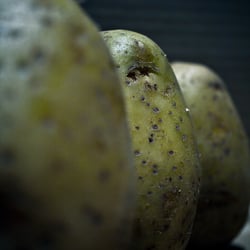 band of potatoes