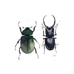 Insekten